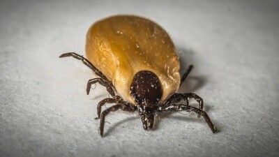Lyme disease and photon therapy as a new approach to treatment