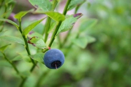 Blueberries as a naturopathic treatment for oral thrush
